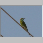 Green bee-eater2.jpg